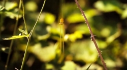 خیلی خیلی کوچک (2) (اشتباه بزرگ)